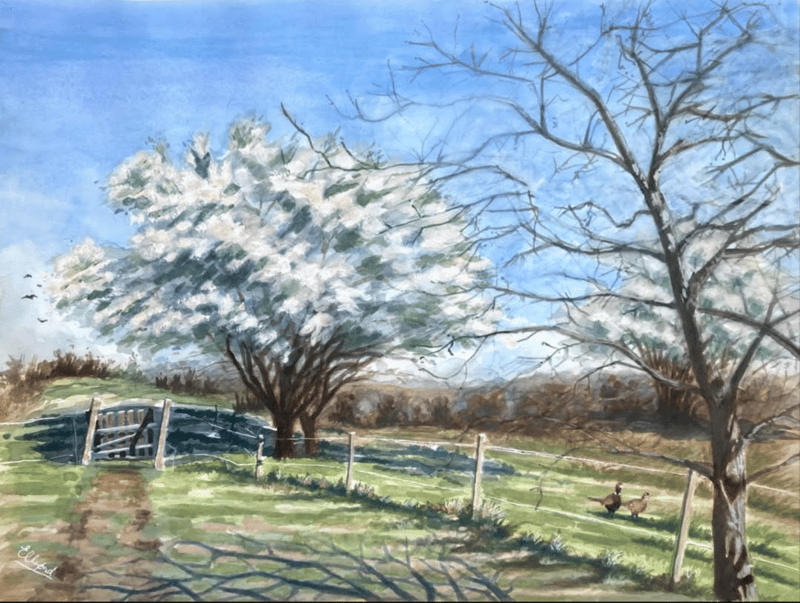 Cherry Plum Blossom